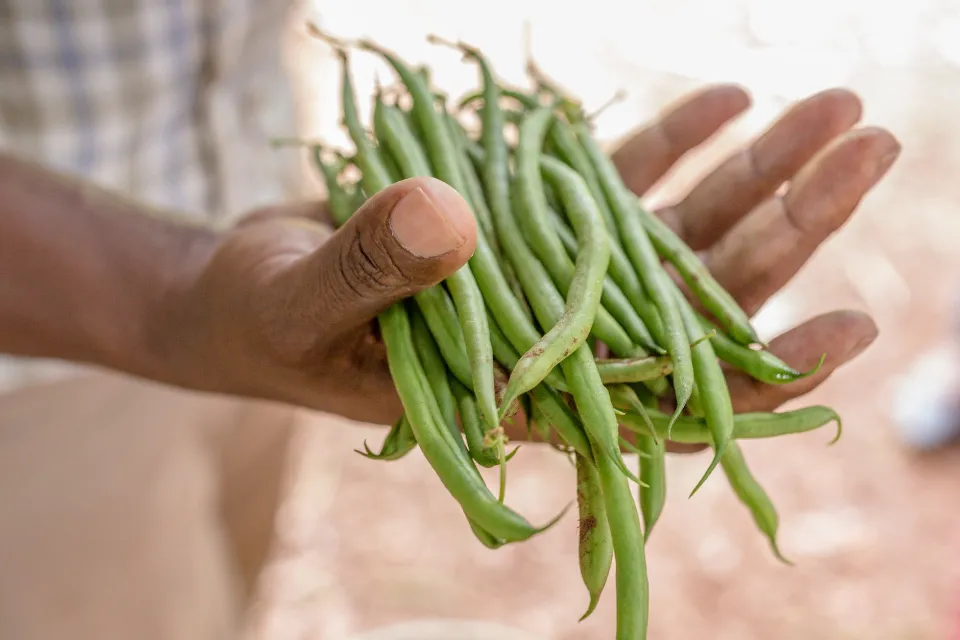 Are Green Beans a Fruit Or Vegetable? What Are They Classified?