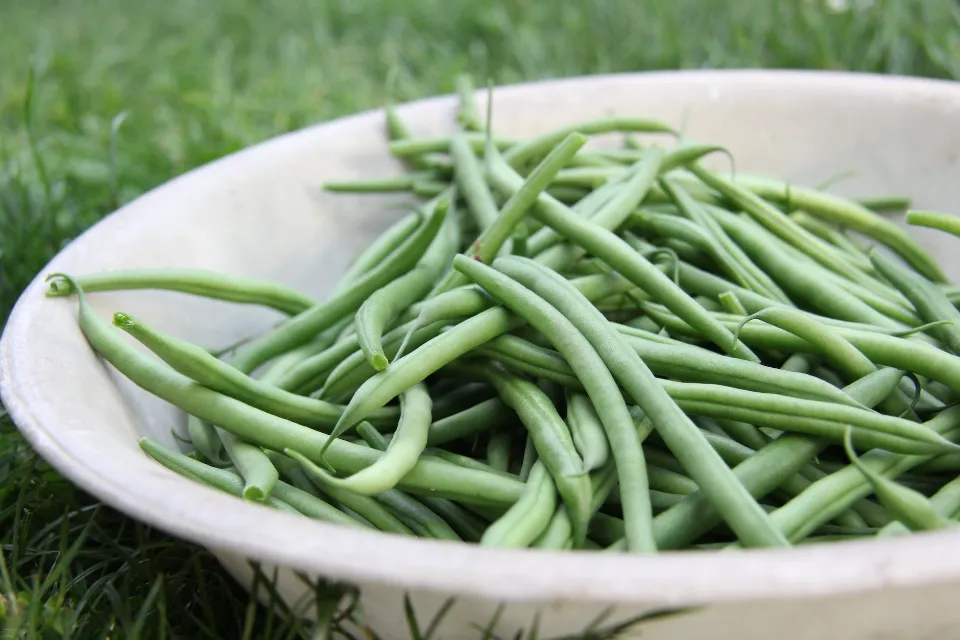 Are Green Beans a Fruit Or Vegetable? What Are They Classified?